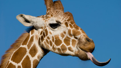 Giraffes | Mammals | Animals | Eden Channel Giraffes | Mammals | Animals | Eden Channel