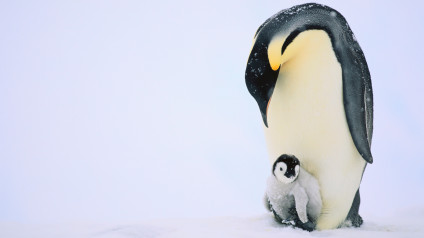 Emperor Penguins | Birds | Animals | Eden Channel