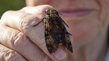 Death's Head Hawkmoth, Insects, Invertebrates, Animals