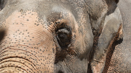 Elephants | Mammals | Animals | Eden Channel Elephants | Mammals | Animals | Eden Channel