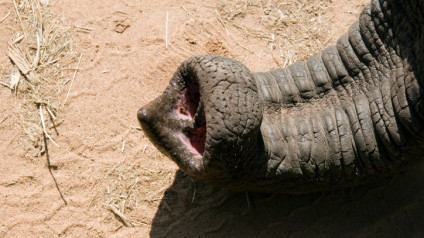 Weird Science  The long and short of an elephant's trunk