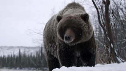 david attenborough wild canada s01e01 the eternal frontier