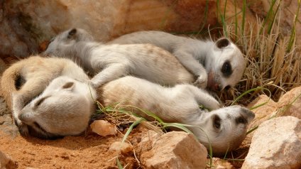 Animal Homes | Eden Channel Animal Homes | Eden Channel