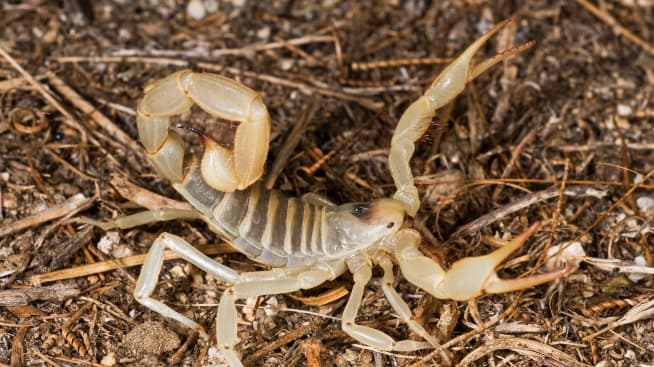 scorpions invertebrates animals eden channel