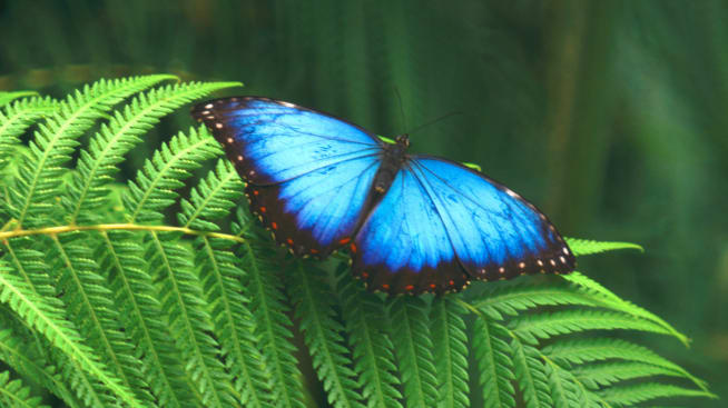 insects invertebrates animals eden channel