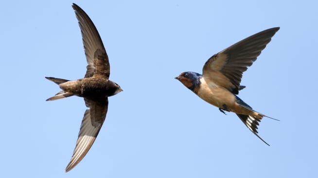 swifts and swallows birds animals eden channel