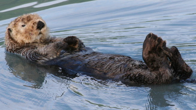 Image result for otters on their backs