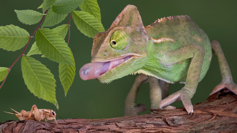 Chameleons, Reptiles, Animals