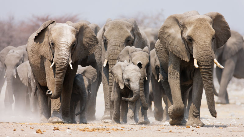 Elephants | Mammals | Animals | Eden Channel Elephants | Mammals | Animals | Eden Channel