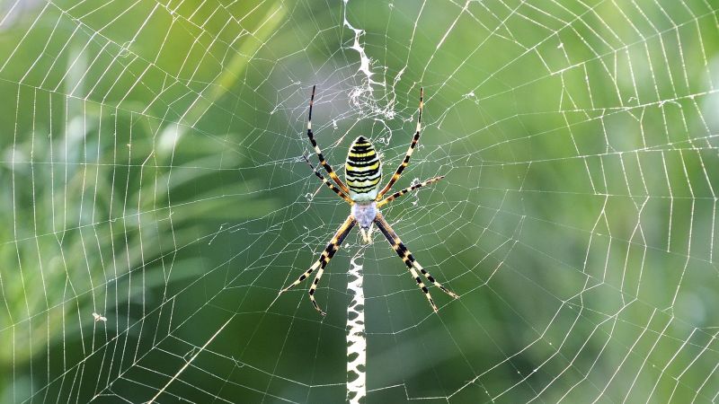 Spider, Invertebrates, Animals