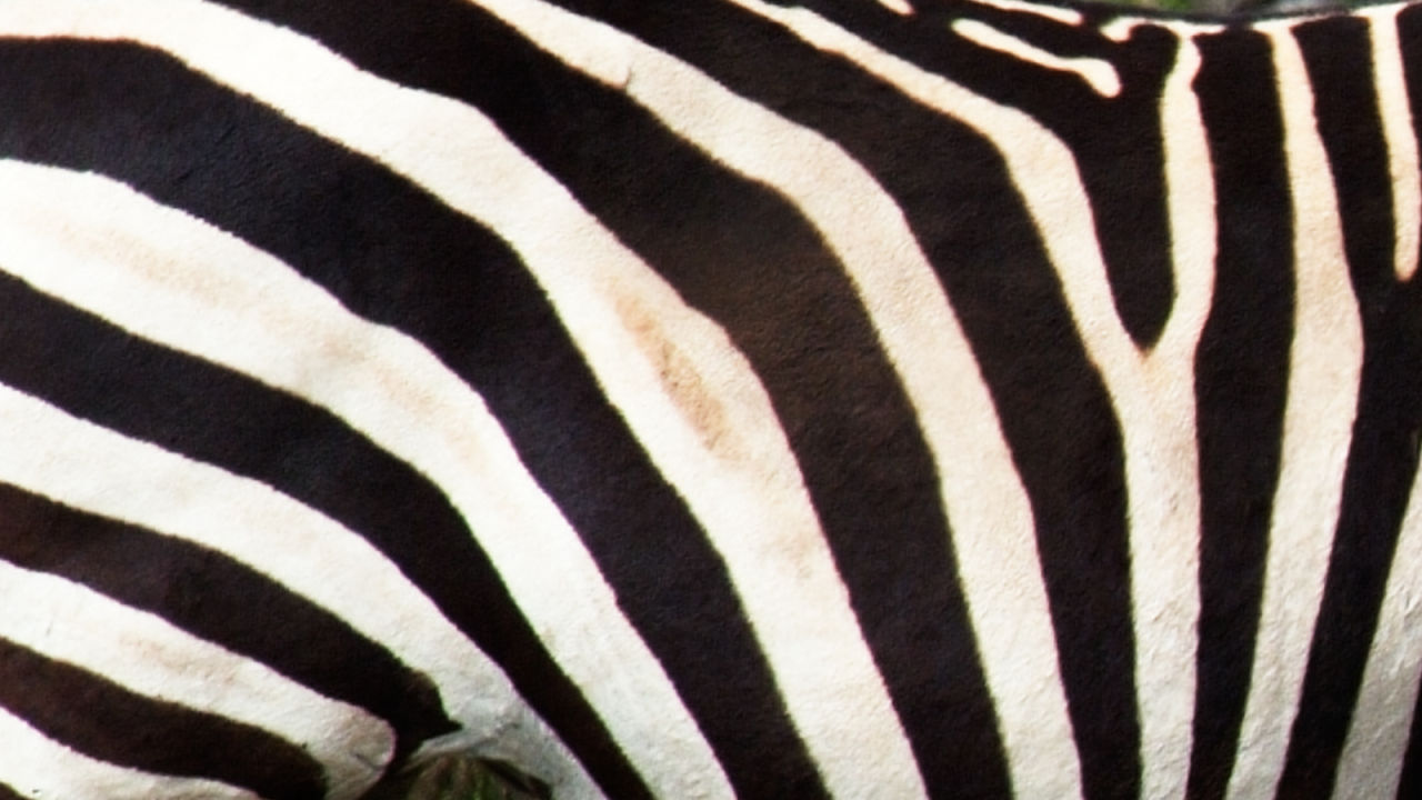 How did the zebra get its stripes? And other zebra facts and