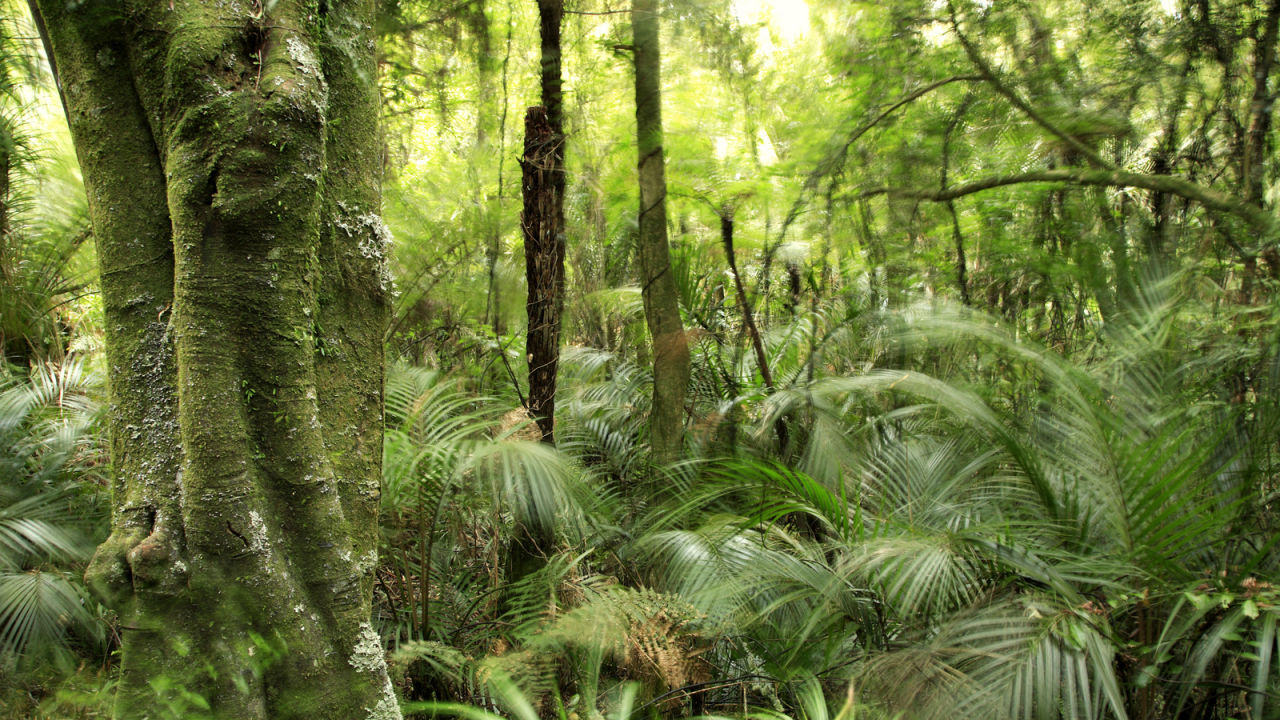 Tropical Rainforest