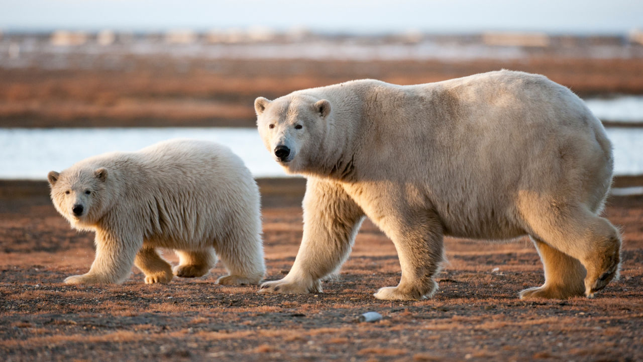 Polar Bears | Mammals | Animals | Eden Channel