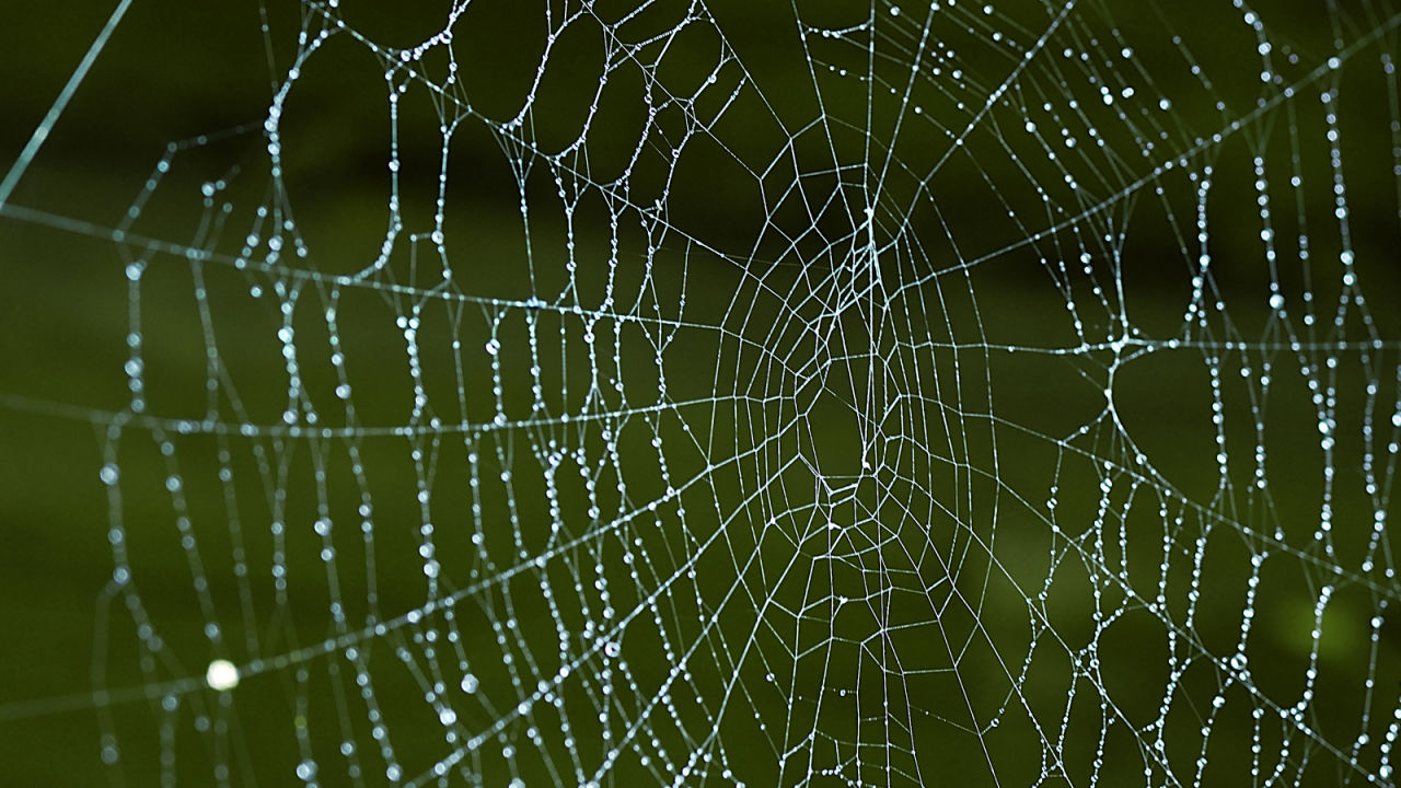 New protein found in strongest spider web material