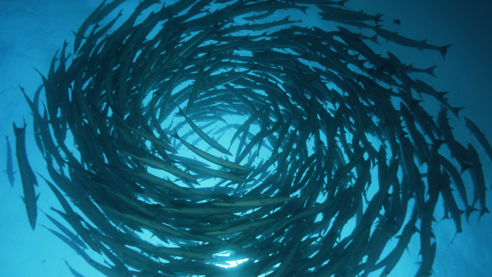 An Interview With Marine Conservationist Alex Tilley Fish Animals 