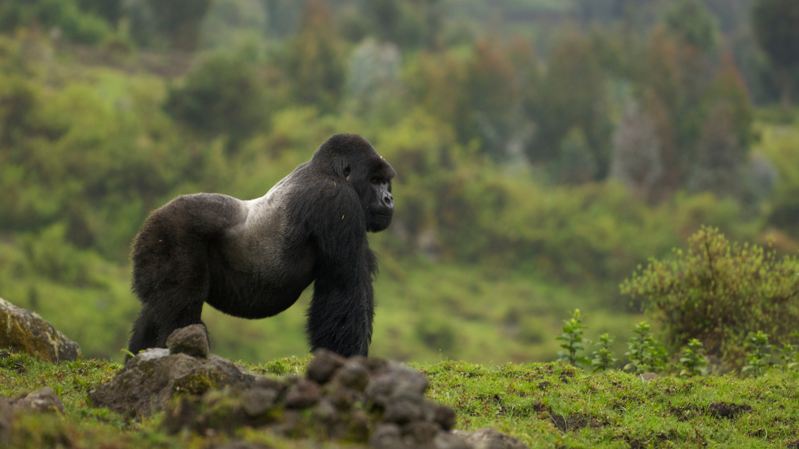 silverback gorilla wallpaper