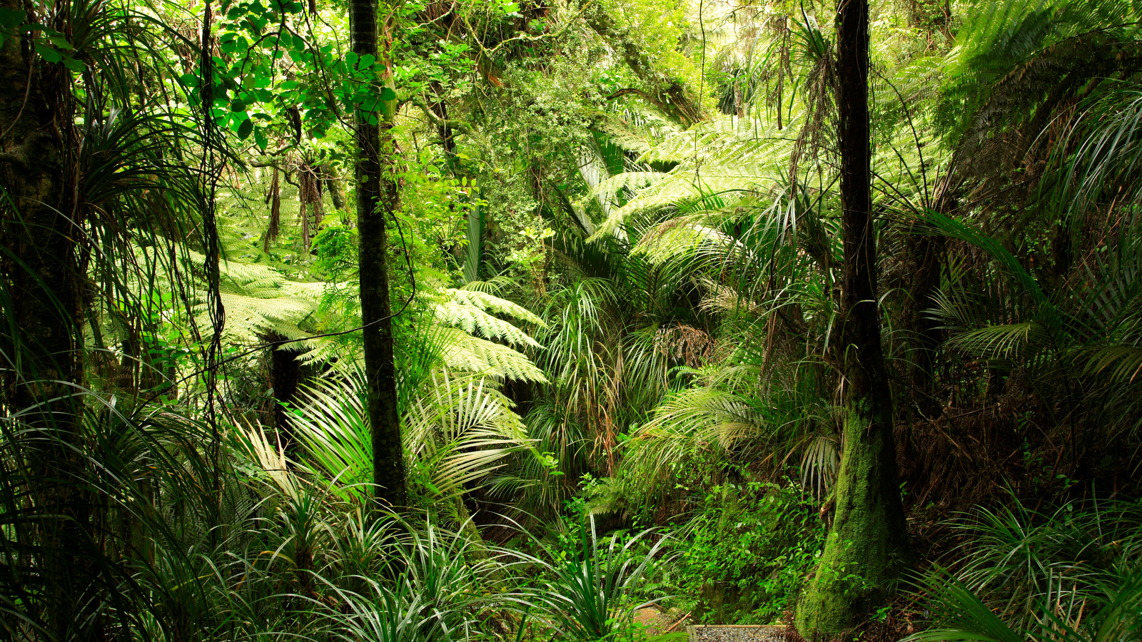 Переменно влажные леса природная зона