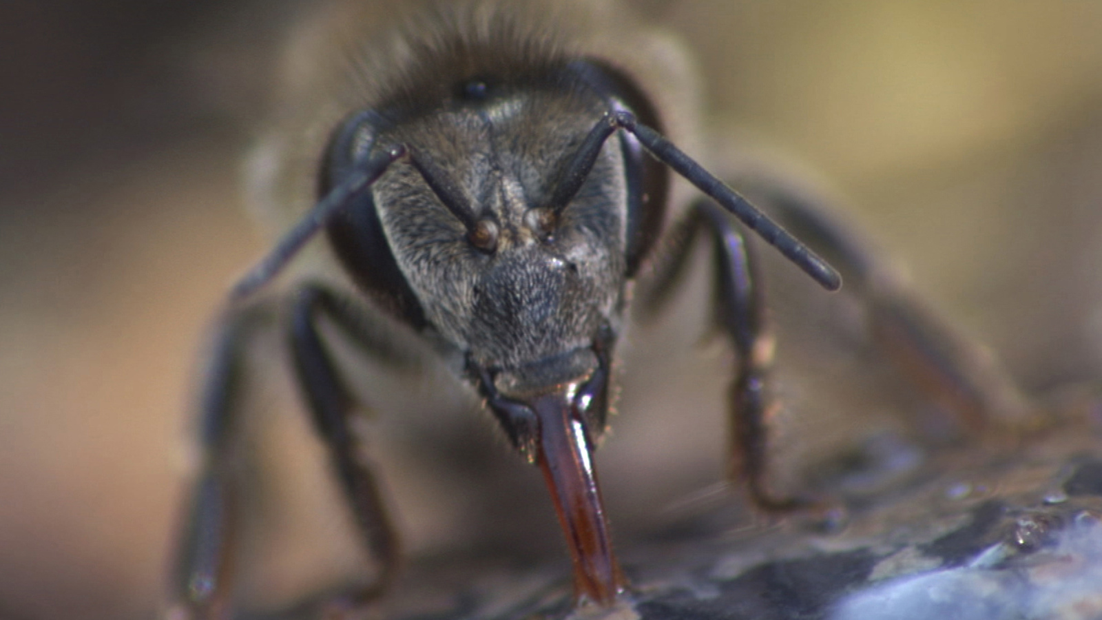 Killer Bees of Africa Eden Channel