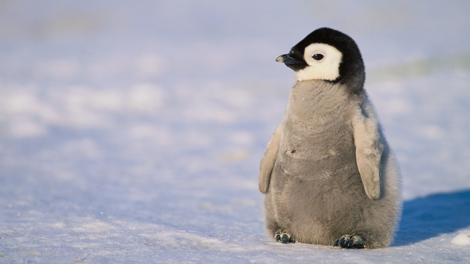 fluffy baby animals