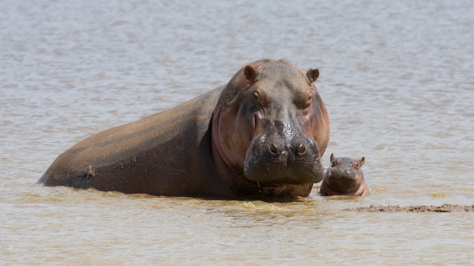 In Photos: Hippopotamuses | Photo Galleries | Eden Channel In Photos: Hippopotamuses | Photo Galleries | Eden Channel