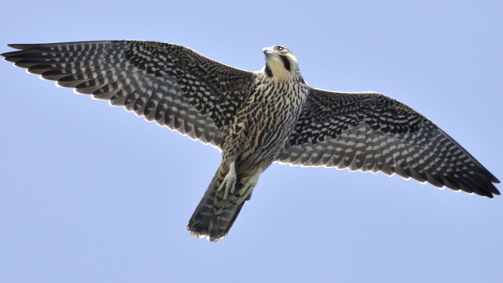 flying falcon bird