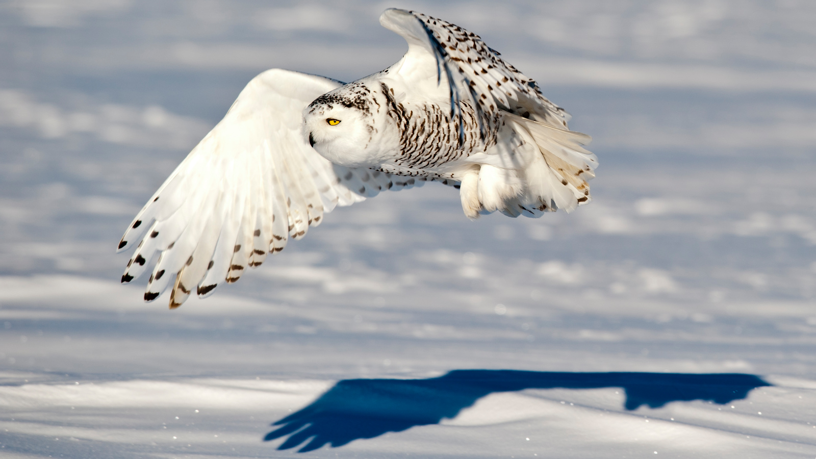 Snowy Owls | Birds | Animals | Eden Channel