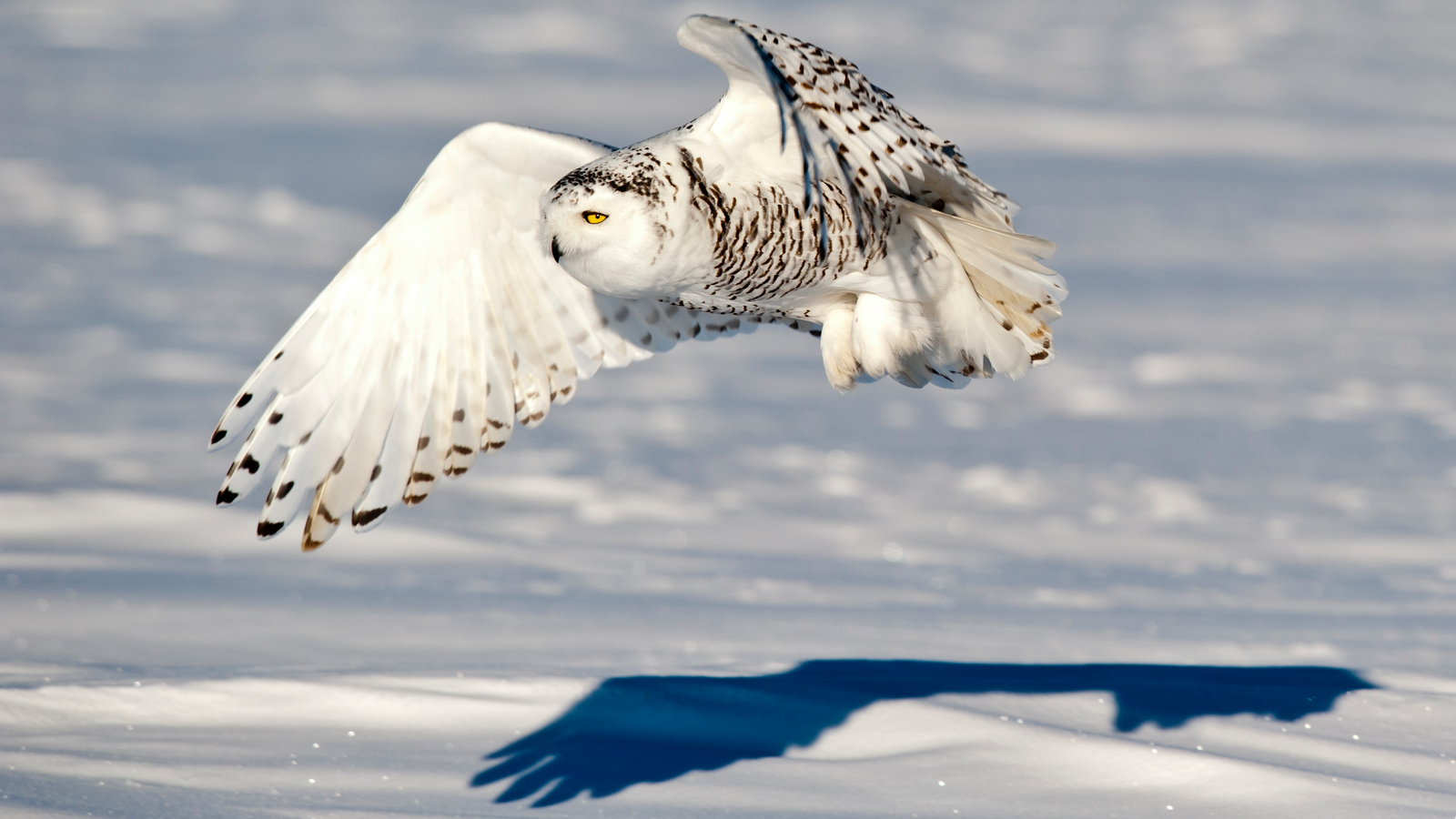 male snowy owl flying