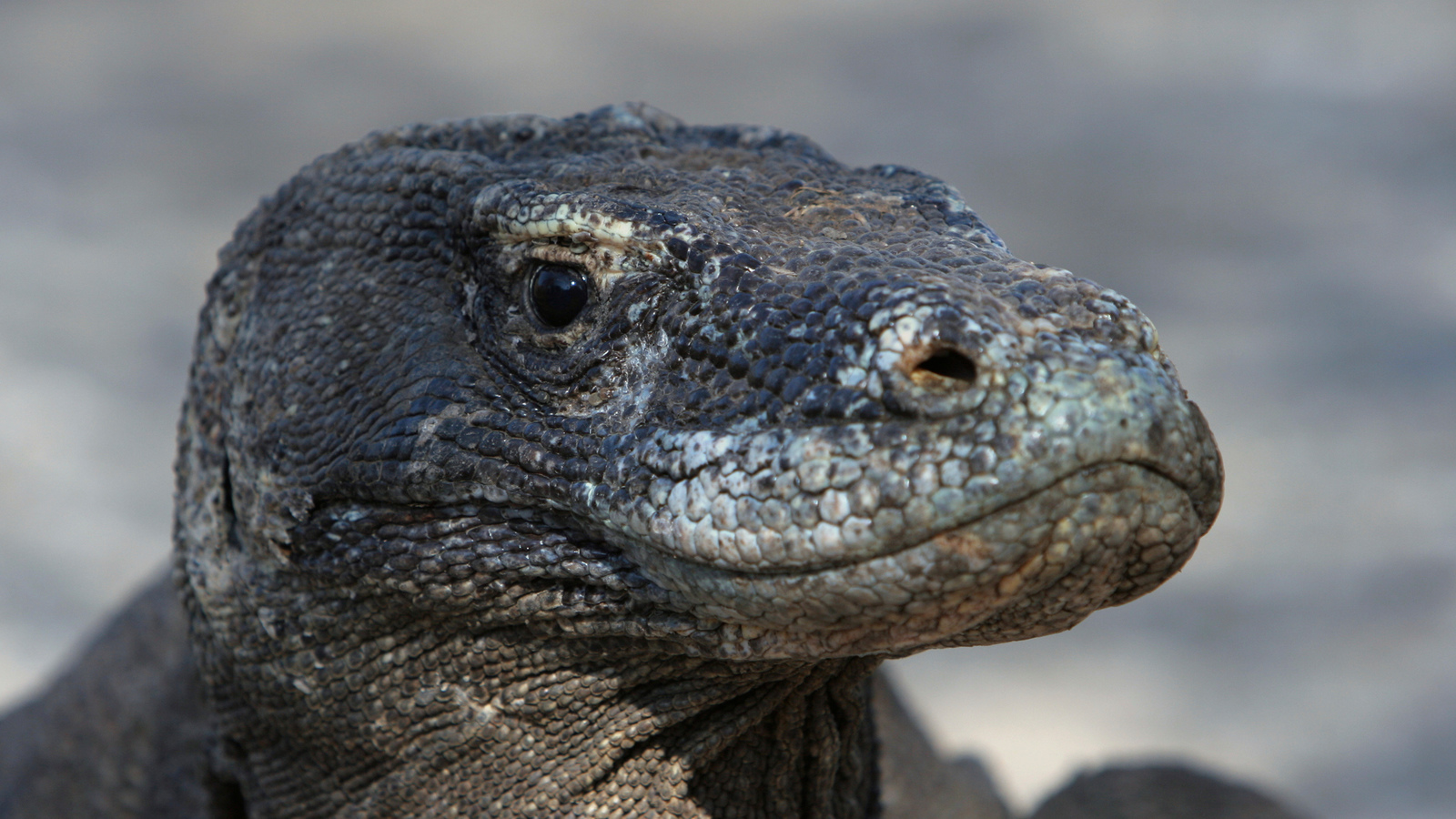 komodo dragon lizard