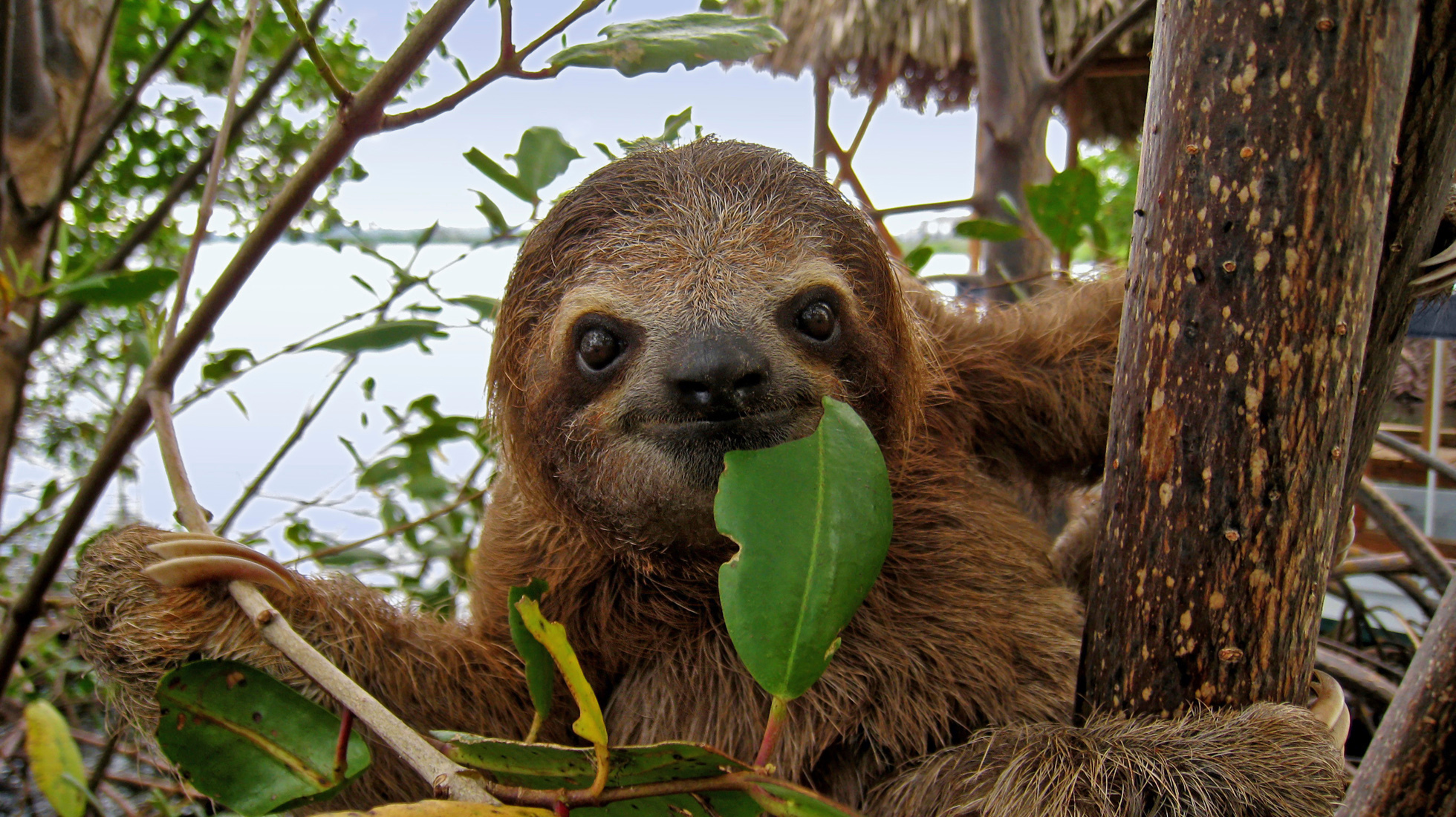 Do Sloths Eat Meat? - Animal Hype