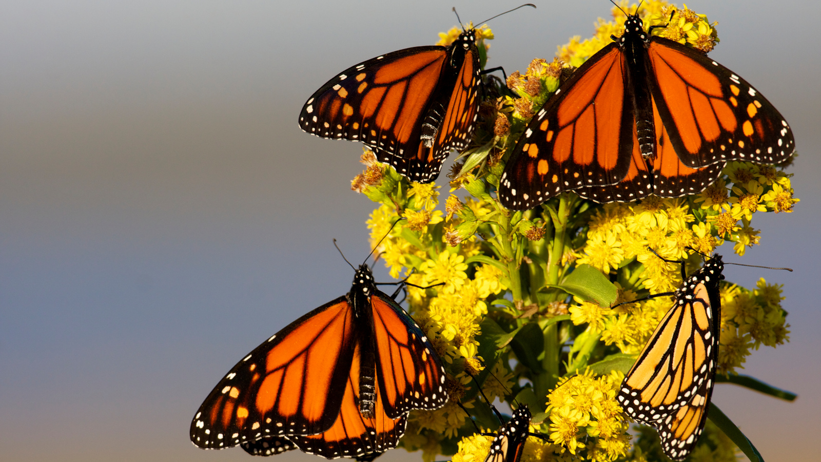 Butterflies | Invertebrates | Animals | Eden Channel