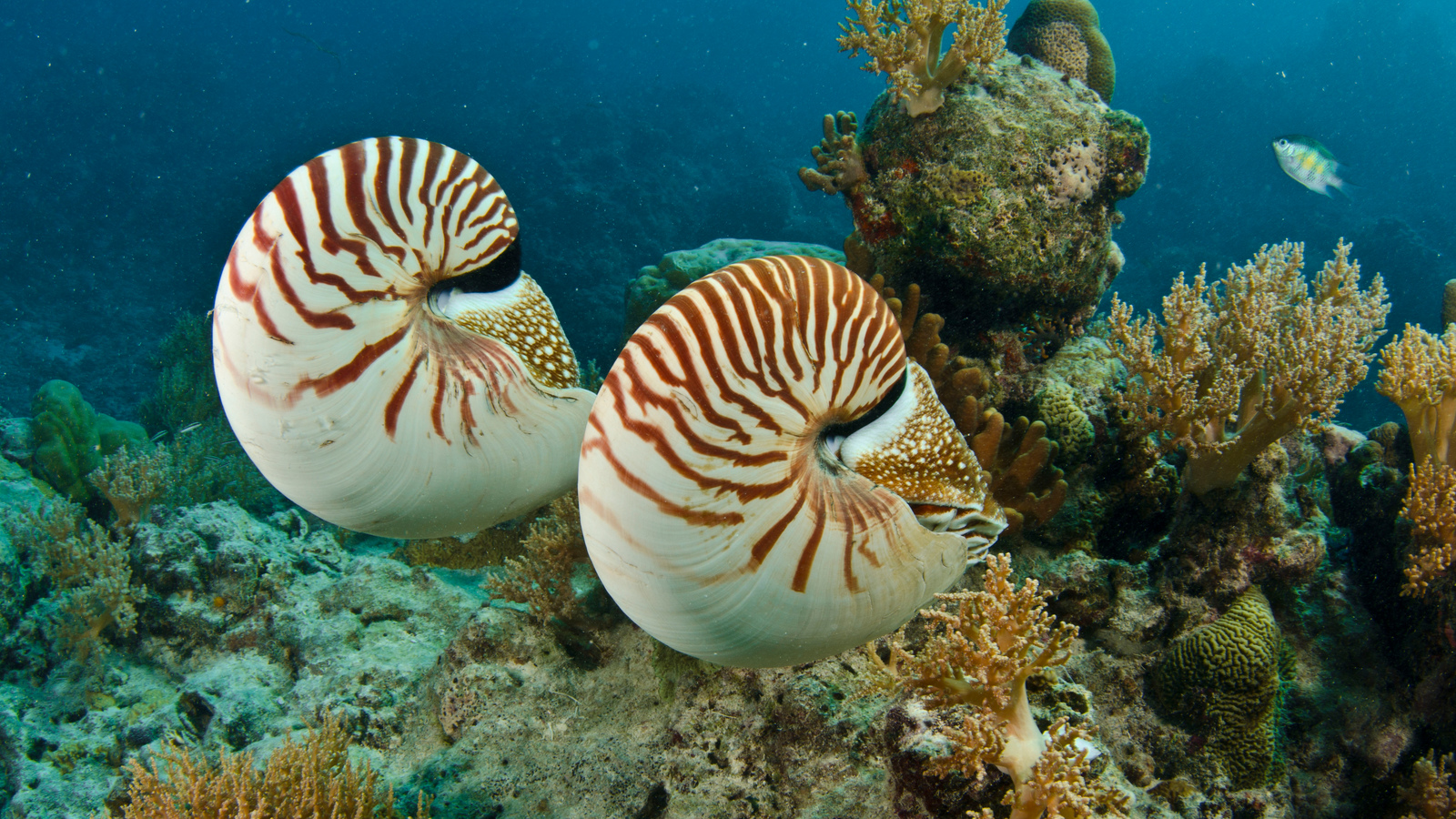 Nautilus | Invertebrates | Animals | Eden Channel