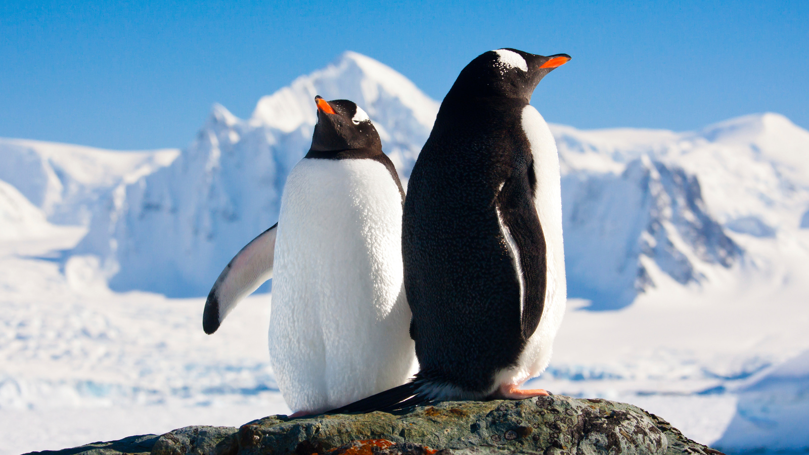 Should you visit Antarctica or the Arctic? - Lonely Planet