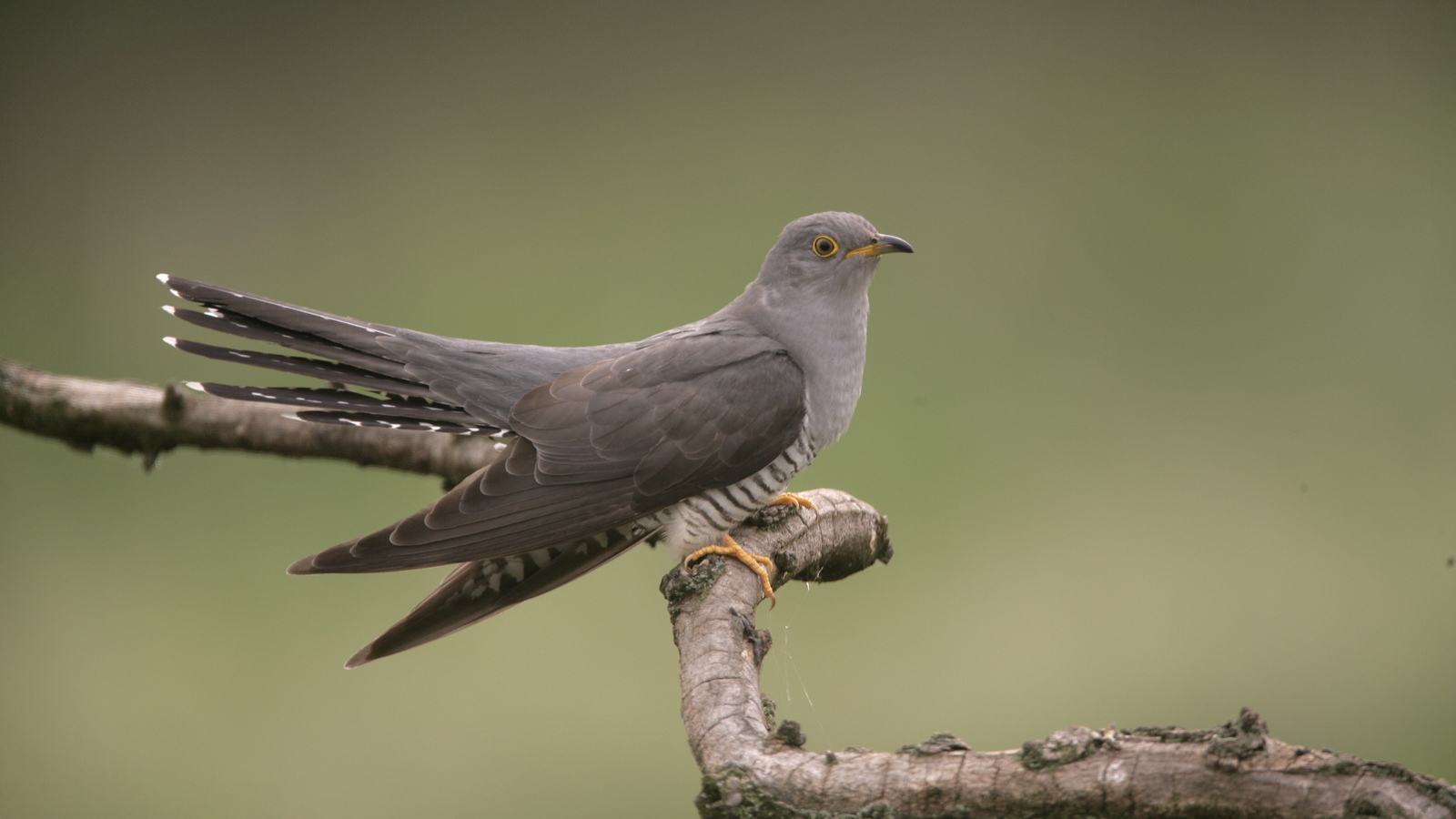 Common Cuckoos | Birds | Animals | Eden Channel