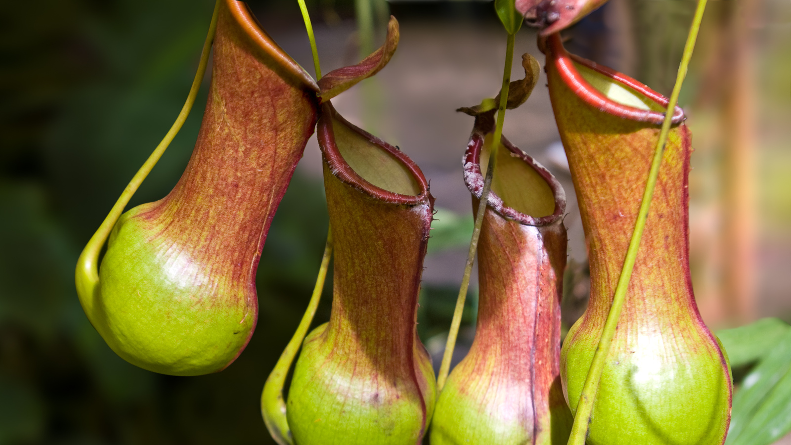 tropical rainforest venus fly trap