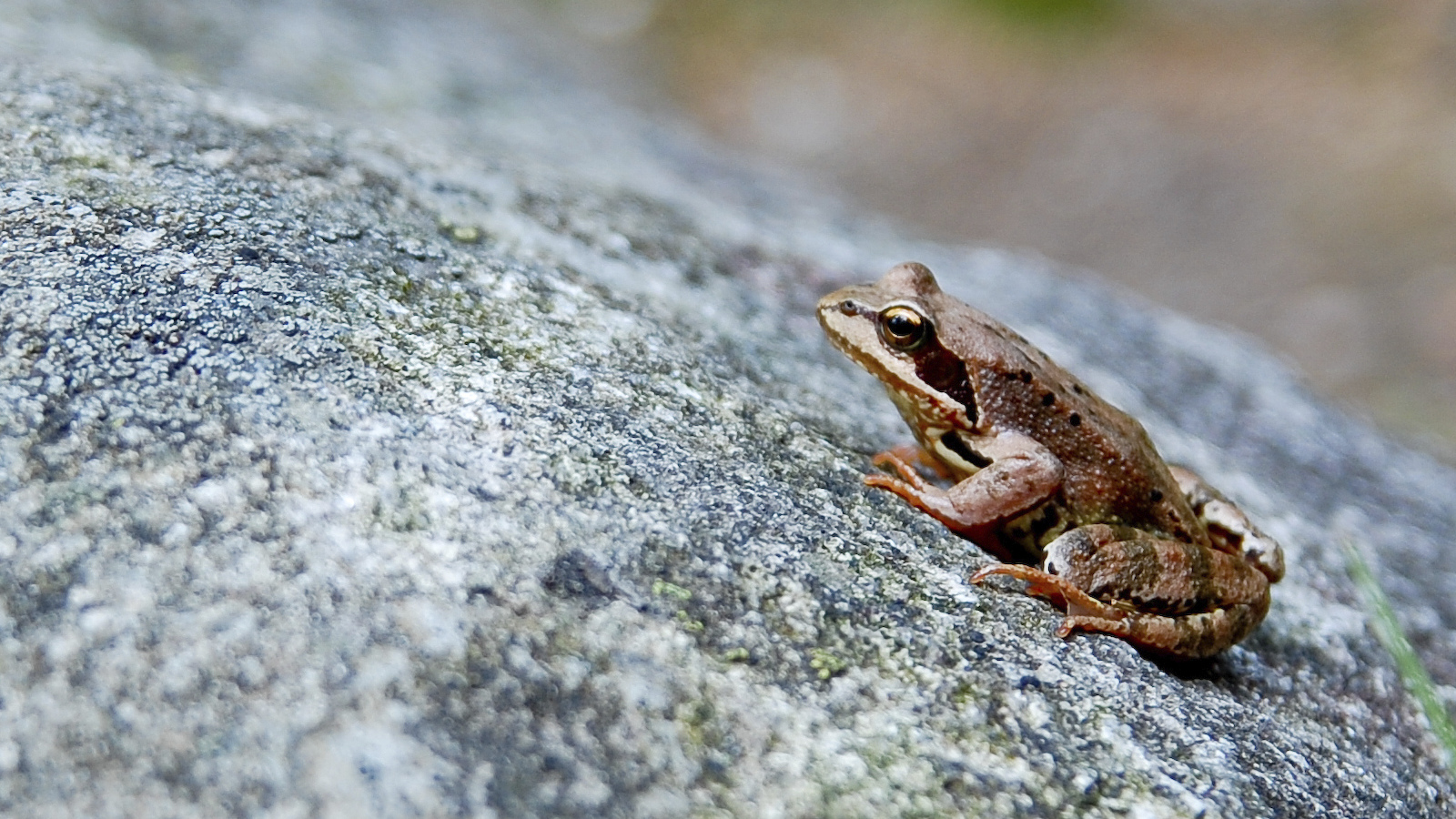 what do wood frogs eat