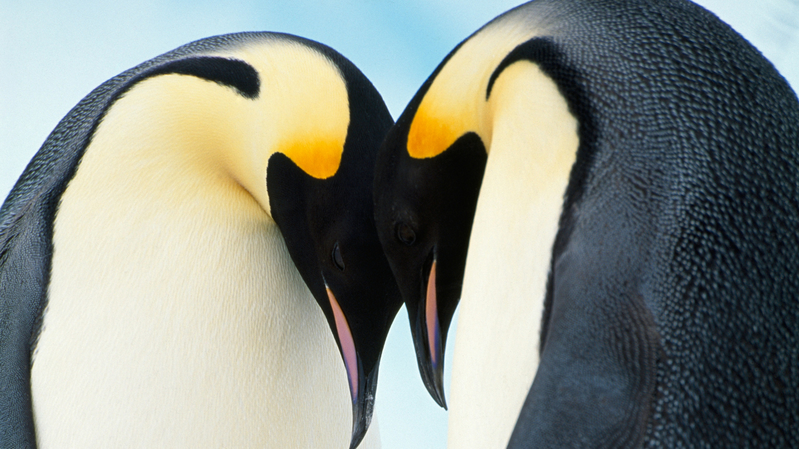Emperor Penguin Ep 7 Natural Curiosities Series 2 Video David Attenborough