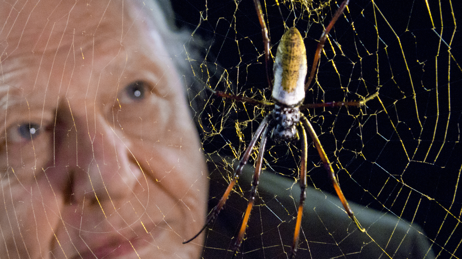 Spinners and Weavers Episode 8 Series 2 Natural Curiosities Episode