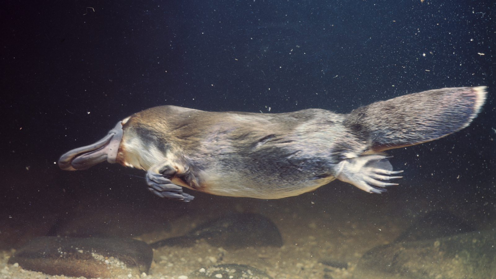 platypus mammal