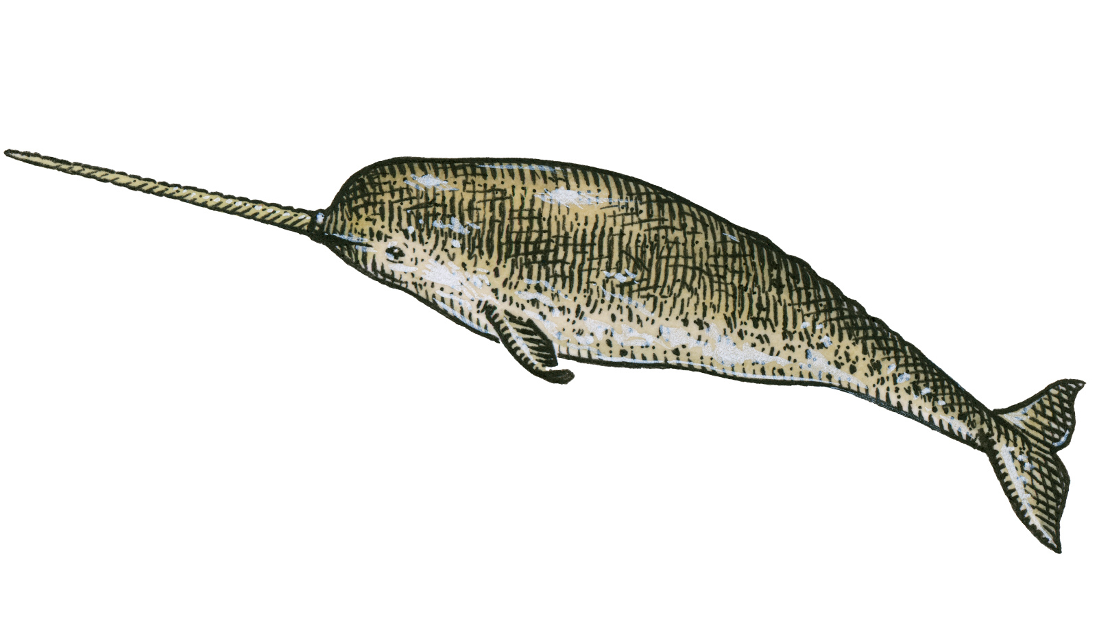 narwhal with two tusks