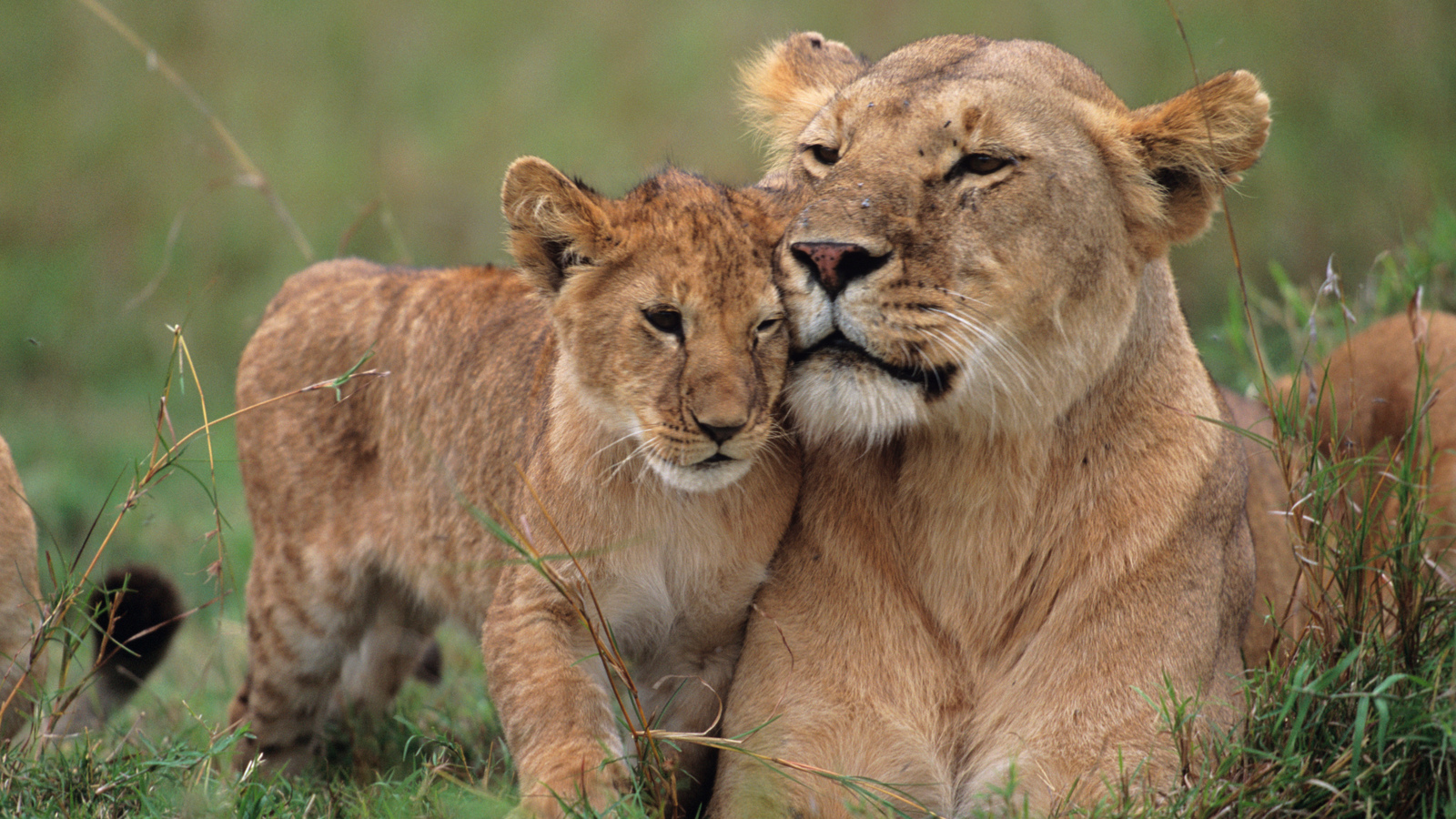 Elsa - The Lioness That Changed The World | Eden Channel