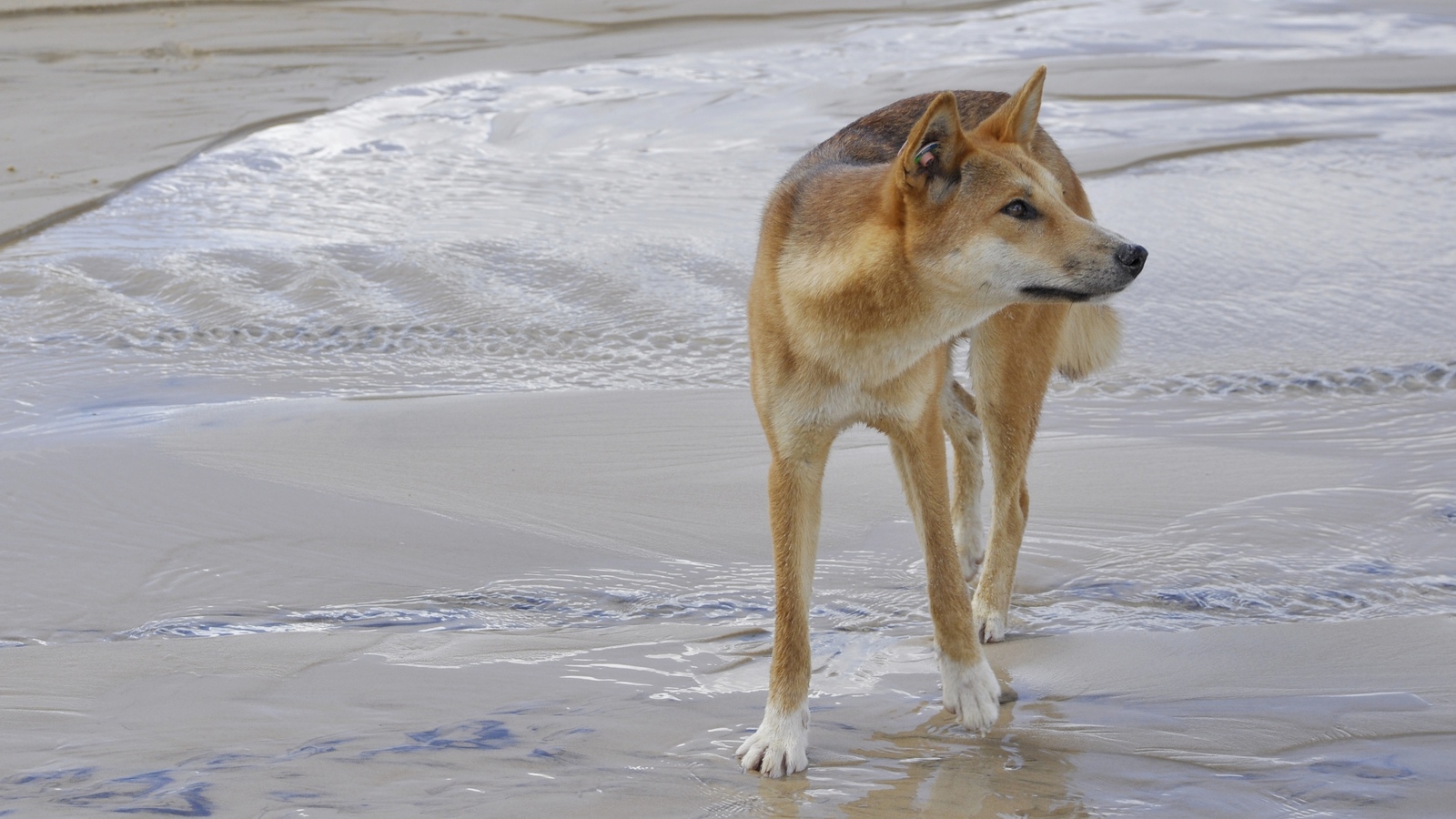 dingo wild dogs