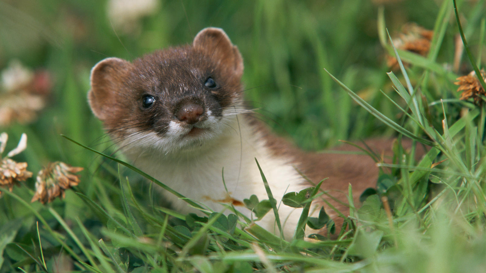 Animals Featured in The Great British Year | The Great British Year