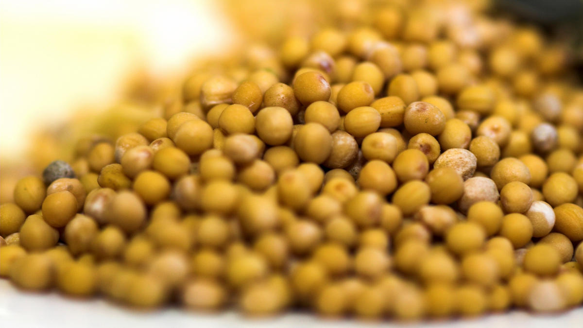 Mustard Seeds Ingredients Discover Good Food Channel