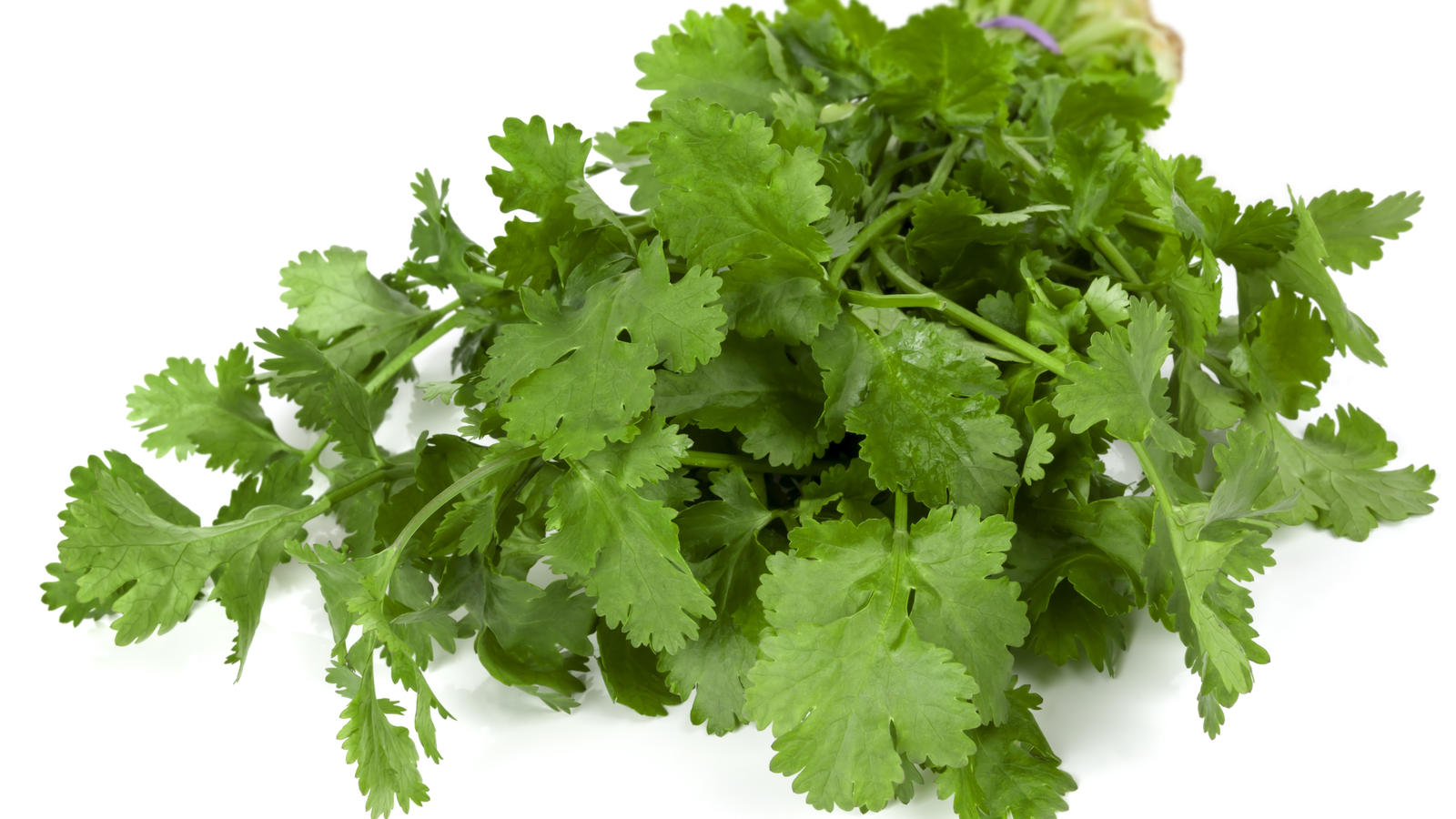 Coriander Ingredients Discover Good Food Channel