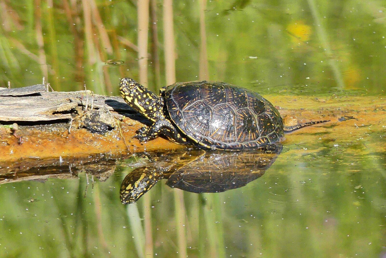 Nationalpark Donau-Auen, Bild 4