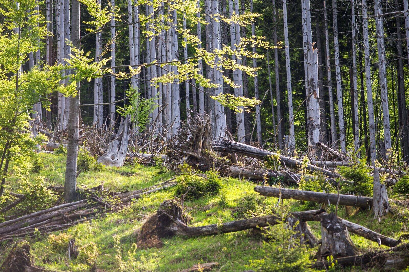 Wildnisgebiet Dürrenstein-Lassingtal, Bild 3