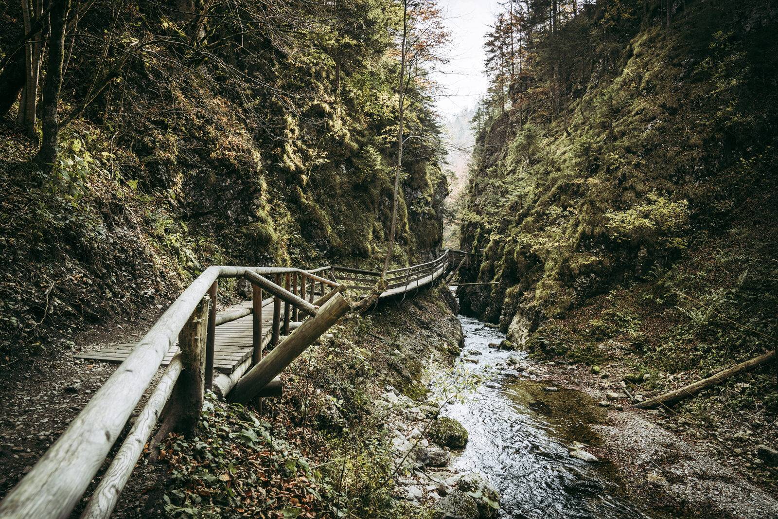 Wildnisgebiet Dürrenstein-Lassingtal, Bild 4