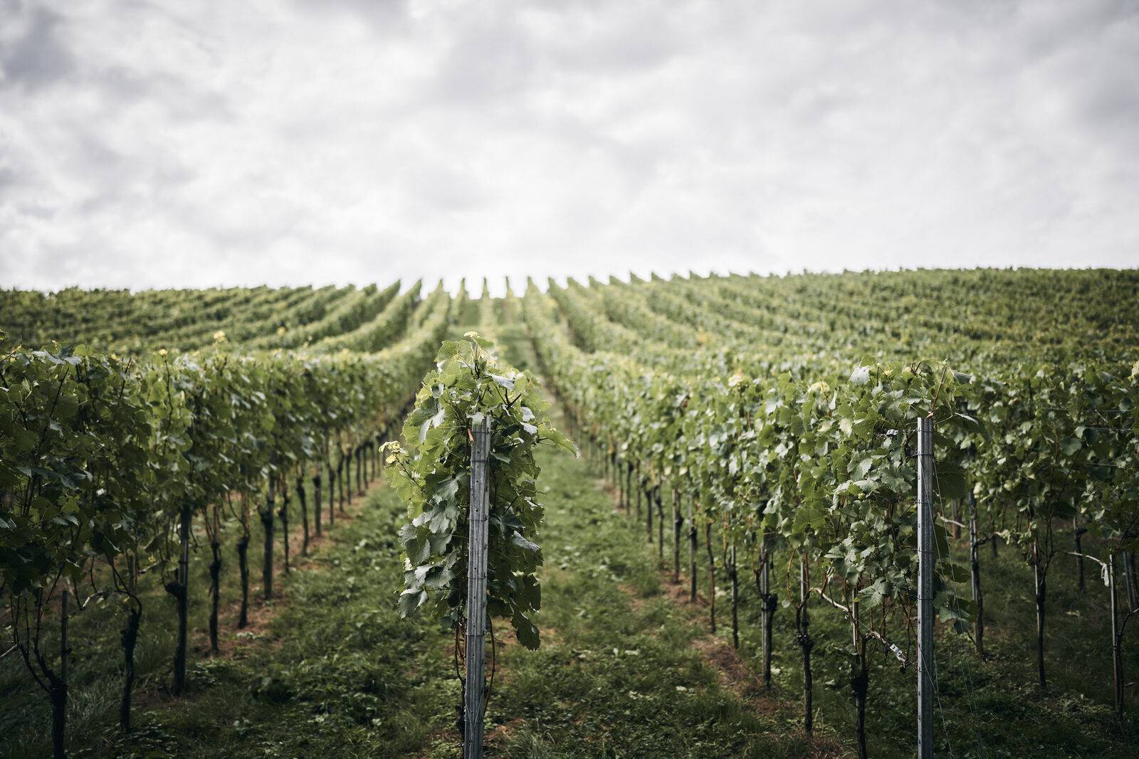 Weinland Breisgau, Bild 12