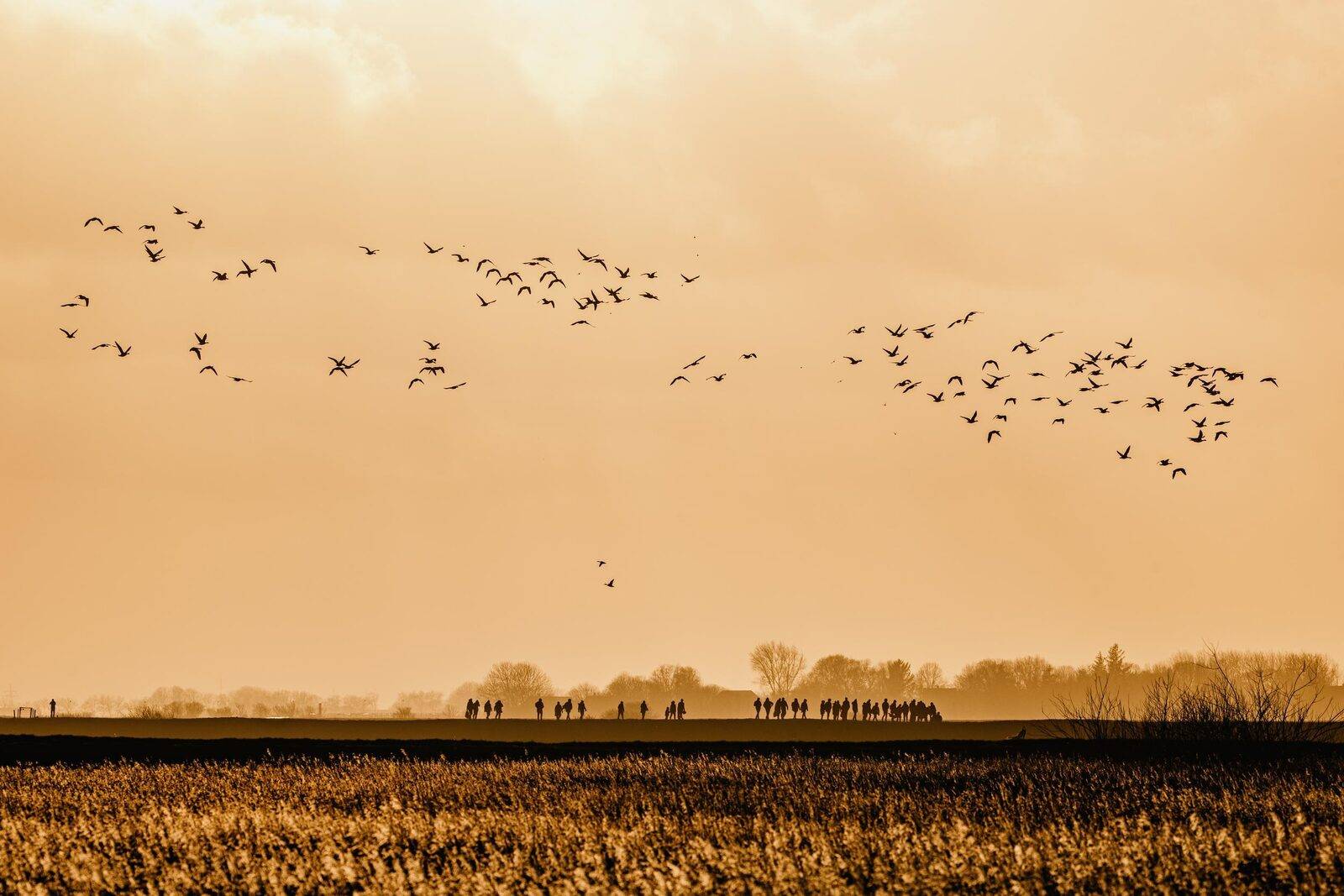 Nordseeküste Nordfriesland, Bild 1