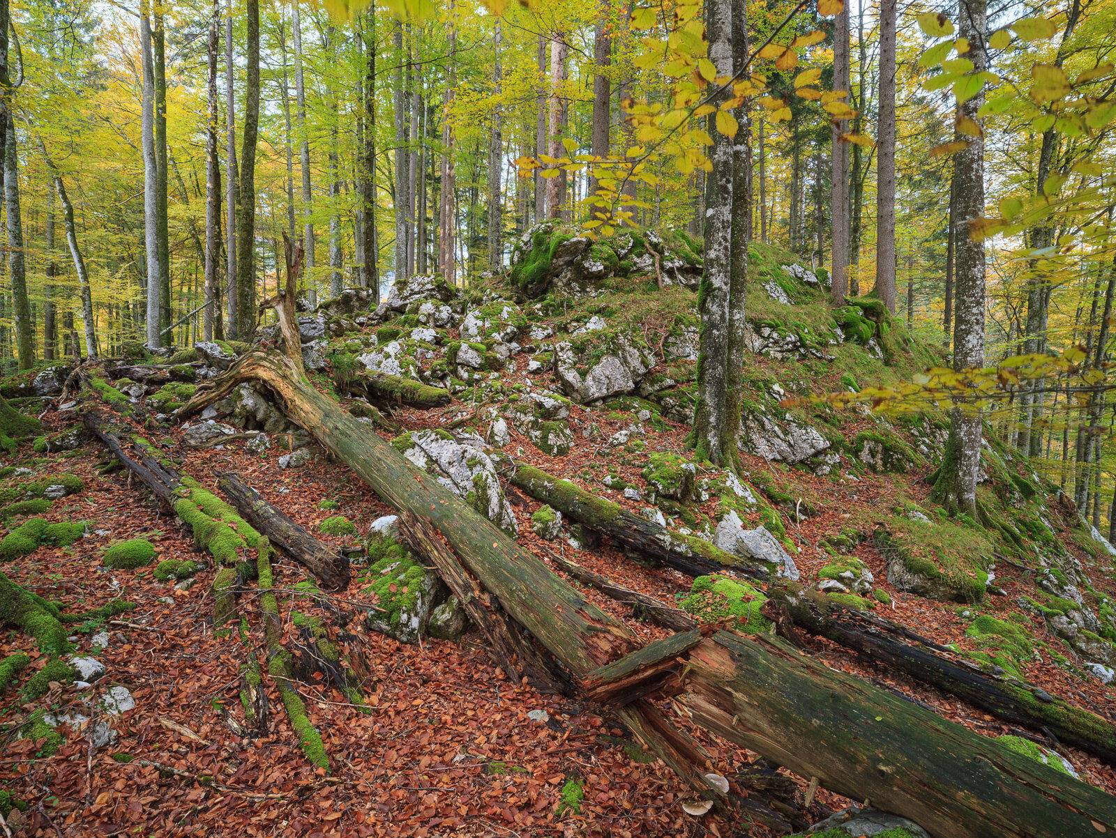 Nationalpark Kalkalpen, Bild 3
